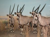 Oryx - das Wappentier von Doha