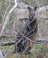 Wallabi?